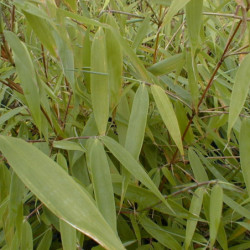 Fargesia robusta ‘Pingwu’