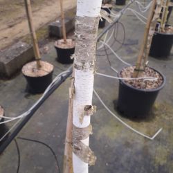 Betula pendula ‘Youngii’