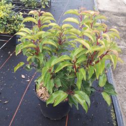 Prunus lusitanica ‘Brenelia’