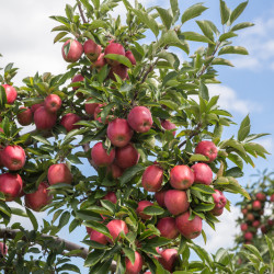 Malus domestica ‘Red delicious’