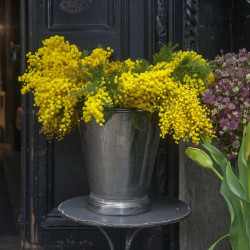 Acacia dealbata Gaulois Astier