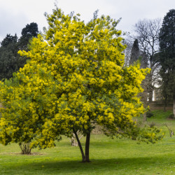 Acacia dealbata Gaulois Astier