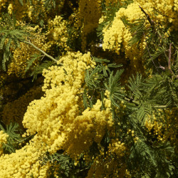 Acacia dealbata Gaulois Astier