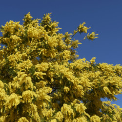 Acacia dealbata Gaulois Astier