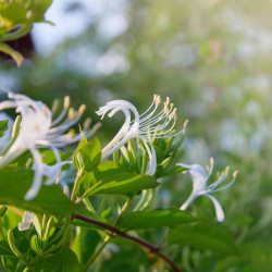 Lonicera acuminata