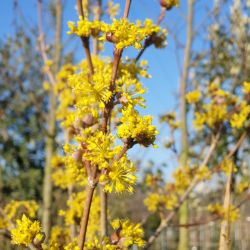 Cornus mas