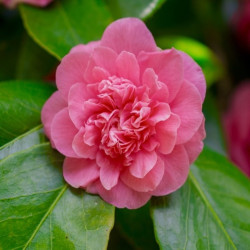 Camellia sasanqua Showa no Sakae