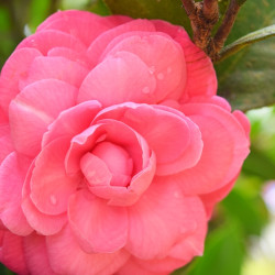 Camellia japonica Il Tramonto