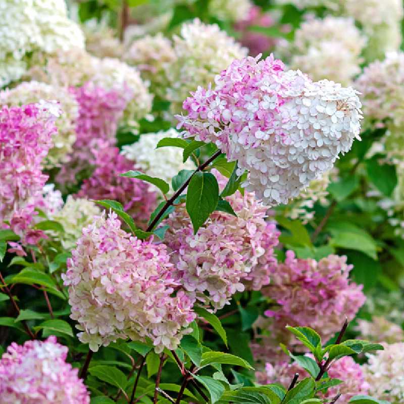 Hydrangea paniculata Sundae Fraise