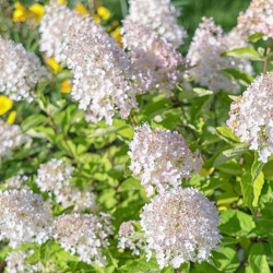 Hydrangea paniculata Sunlight ® - Hortensia paniculé