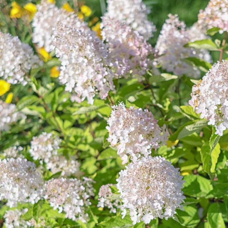 Hydrangea paniculata Sunlight ® - Hortensia paniculé