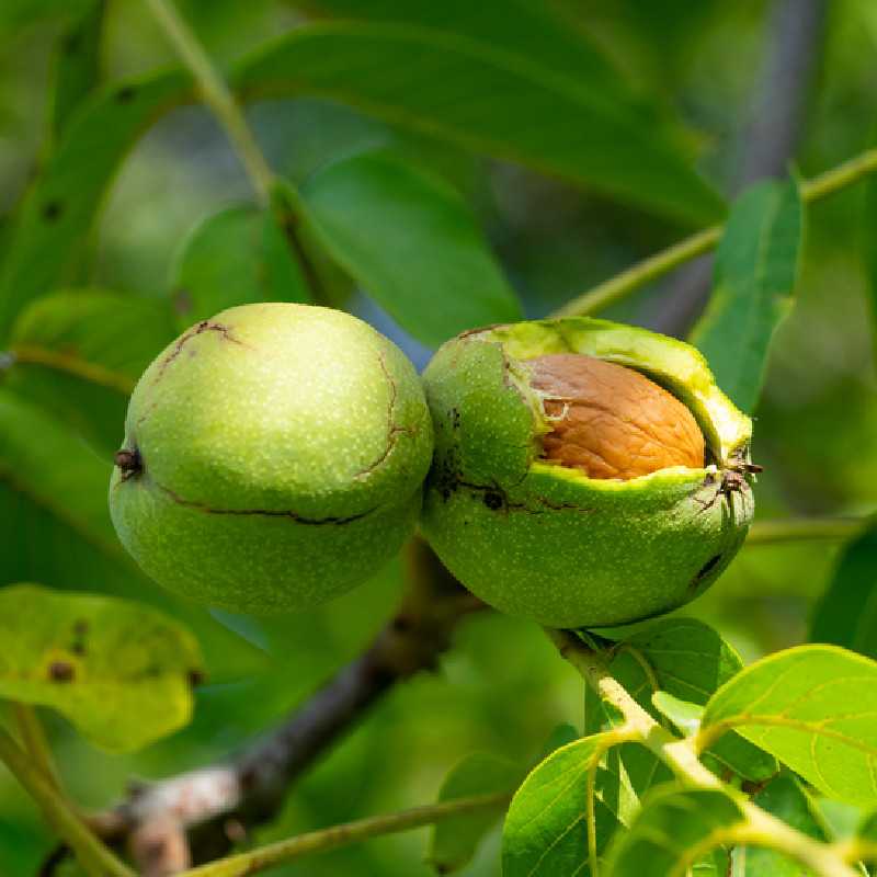 Juglans regia ‘Fernor’