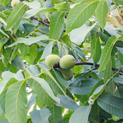 Juglans regia ‘Fernor’