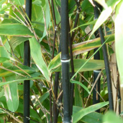 Phyllostachys nigra