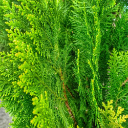 Thuja plicata Atrovirens