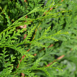 Thuja plicata Atrovirens