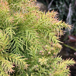 Cryptomeria japonica Monstrosa Nana