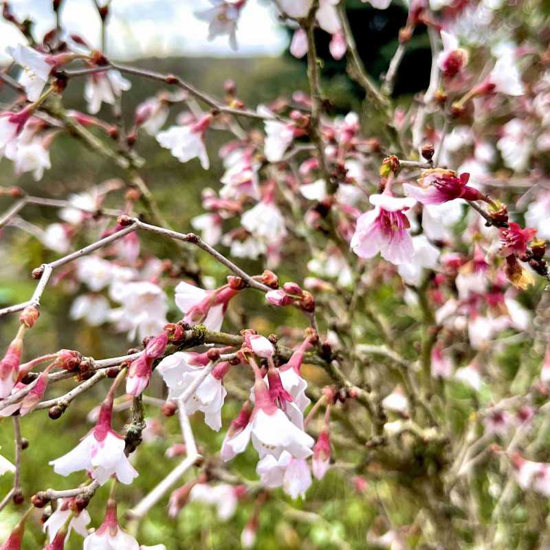 Prunus incisa ‘Kojo-no-mai’ - Cerisier à fleurs nain du Japon