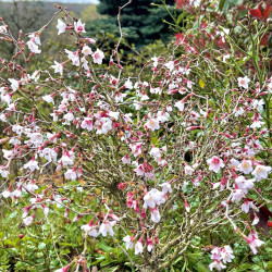 Prunus incisa ‘Kojo-no-mai’ - Cerisier à fleurs nain du Japon