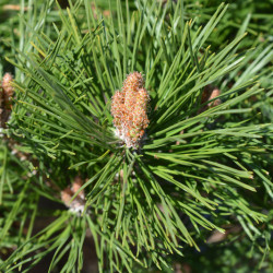 Pinus nigra ‘Pierrick Bregeon‘ ® Brepo - Pin noir