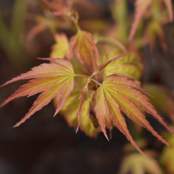 Acer palmatum Katsura