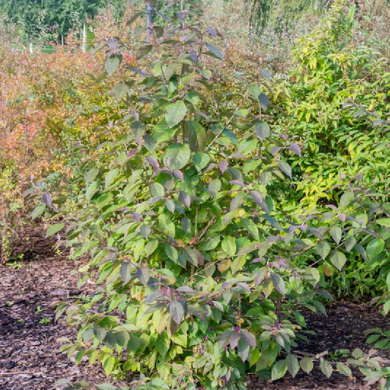 Callicarpa bodinieri 'Autumn Glory'