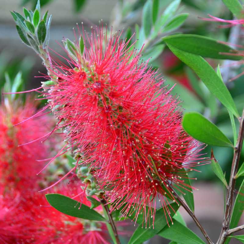 Callistemon laevis