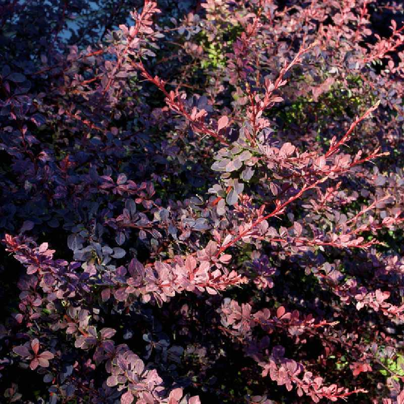 Berberis thunbergii Rosy Glow