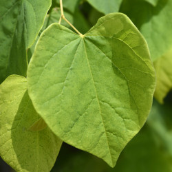 Cercis canadensis The rising sun