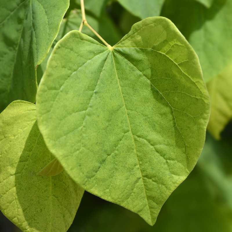 Cercis canadensis The rising sun