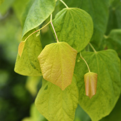 Cercis canadensis The rising sun