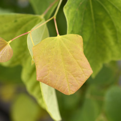 Cercis canadensis The rising sun