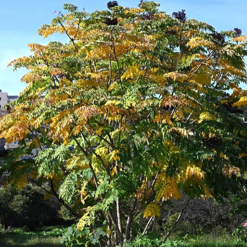 Aralia elata