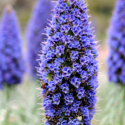 Echium fastuosum