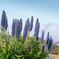 Echium fastuosum