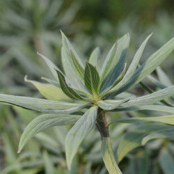 Echium fastuosum