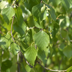 Betula pendula Spider Alley