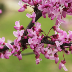 Cercis canadensis Traveller