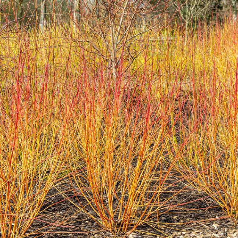 Cornus sanguinea Anny's Winter Orange