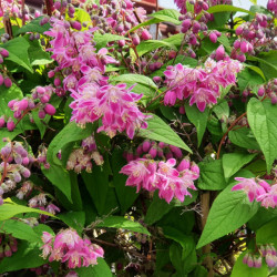 Deutzia magnifica Tourbillon Rouge