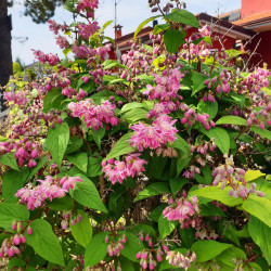 Deutzia magnifica Tourbillon Rouge