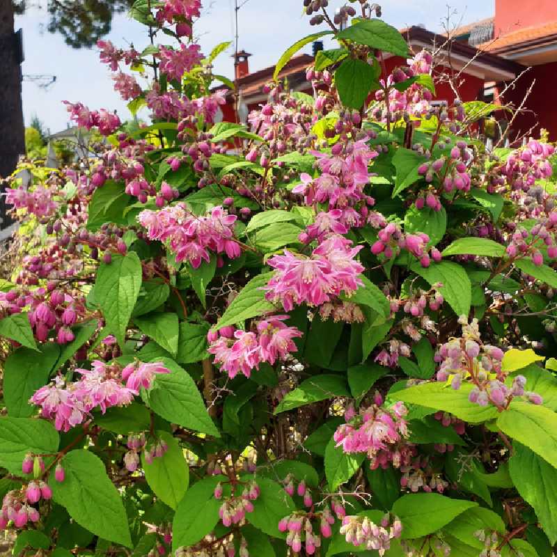 Deutzia magnifica Tourbillon Rouge