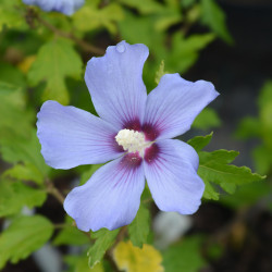 Hibiscus syriacus Marina