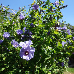 Hibiscus syriacus Marina