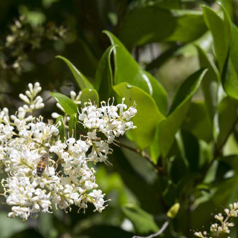 Ligustrum japonicum ‘Texanum’ - Troène du Texas