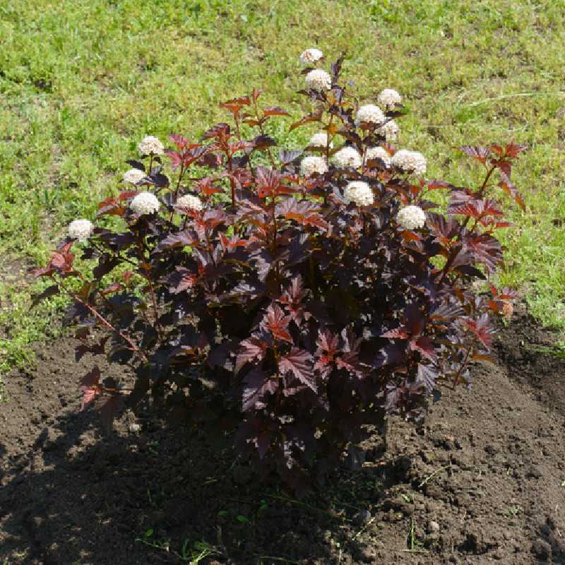 Physocarpus opulifolius ‘Lady in Red