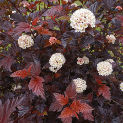 Physocarpus opulifolius ‘Lady in Red