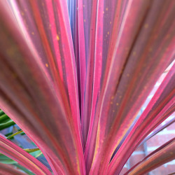 Cordyline australis ‘Purpurea’