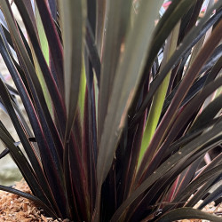 Phormium tenax ‘Back in Black