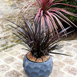 Phormium tenax ‘Back in Black